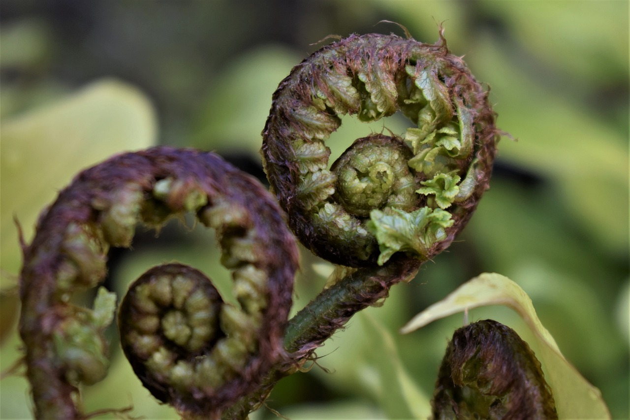 How to Take Care of Indoor Ferns